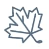 Maple icon